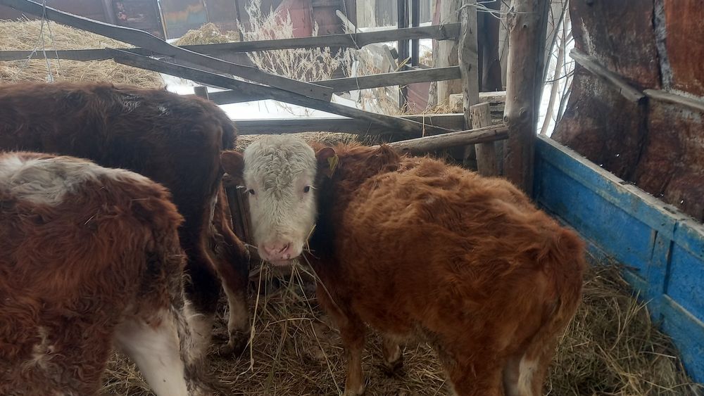 Продам тёлок 3 головы