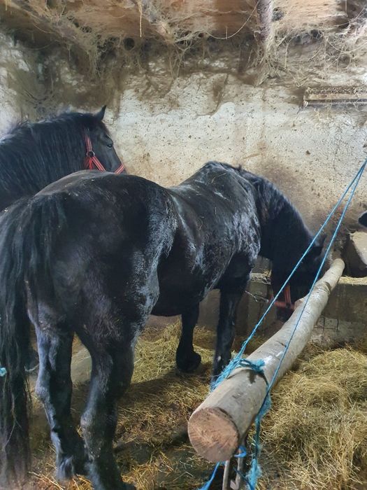 Iapa tractiune, semigrea si gaste