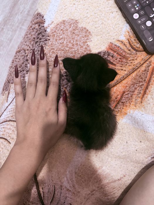Котенок бесплатно