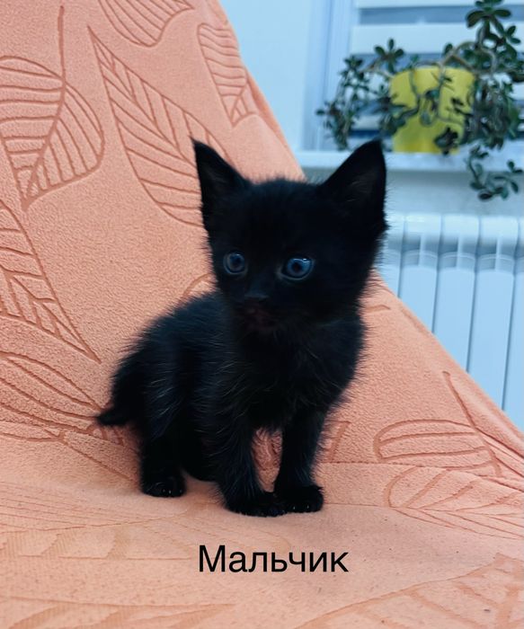 Отдам домашних котят в добрые руки от домашней кошки.
