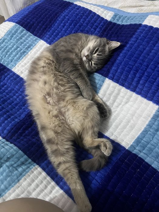 Отдаю в хорошие руки