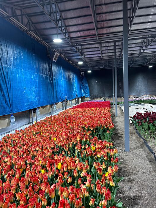 Тюльпаны оптом и в розницу