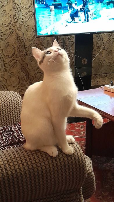 Отдам кошечку в хорошие руки