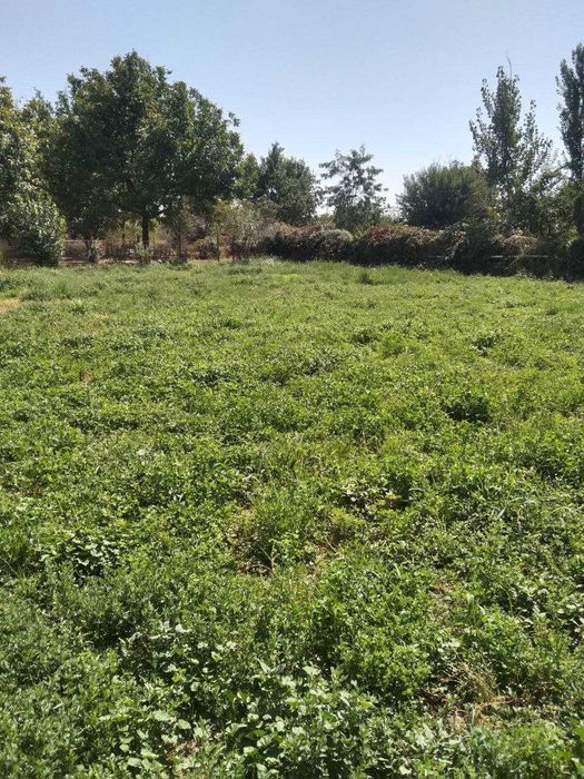 Ферма недалеко от Ташкента