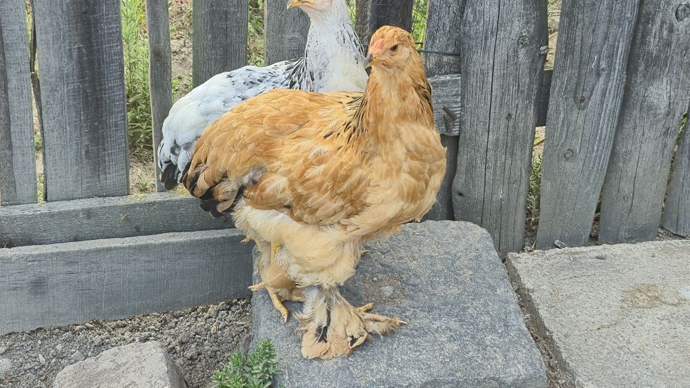 Pui brahma de vanzare