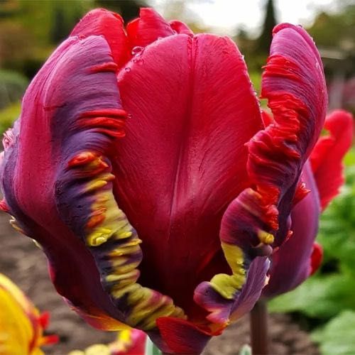 Тюльпаны луковицы