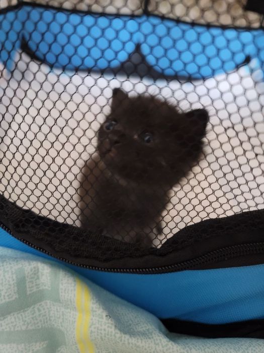 Котенок бесплатно