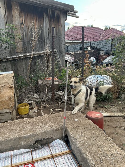 Отдам даром собака