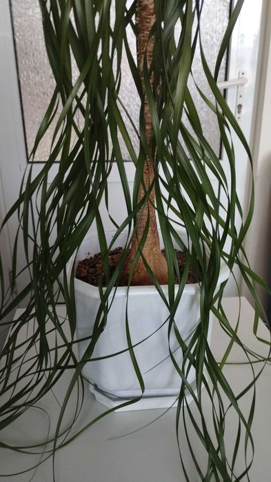 Продавам  20г .Нолина