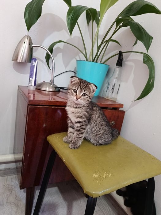 Отдам котят в добрые руки