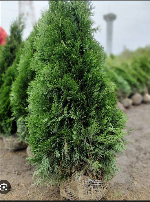 Conifere altoite , Tuya smaragd   Și alte conifere .(calitate premium)