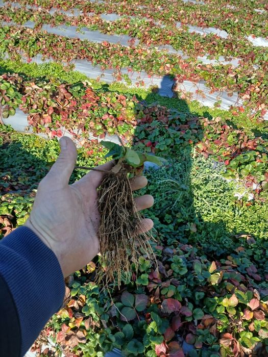 Разсад алба,Априка и клери