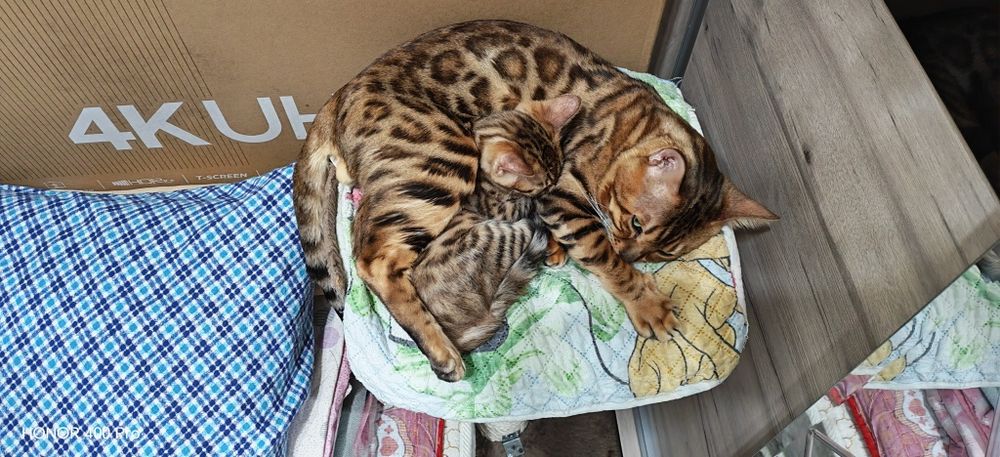 Бенгальсеие котята