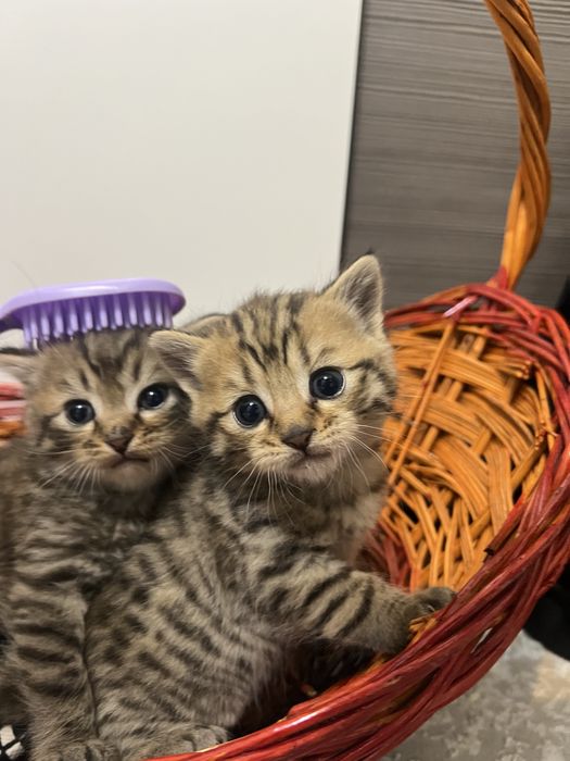 шотландские котята