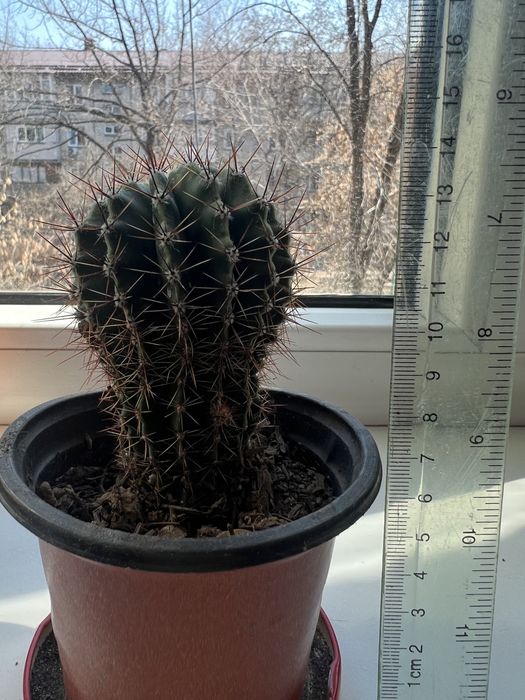 Кактусы кактусы