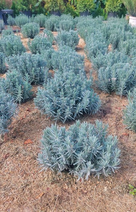 Лаванда Саженцы лаванды