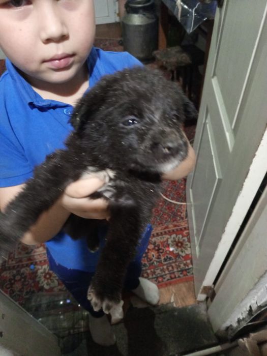 Щенки мальчики и девочки