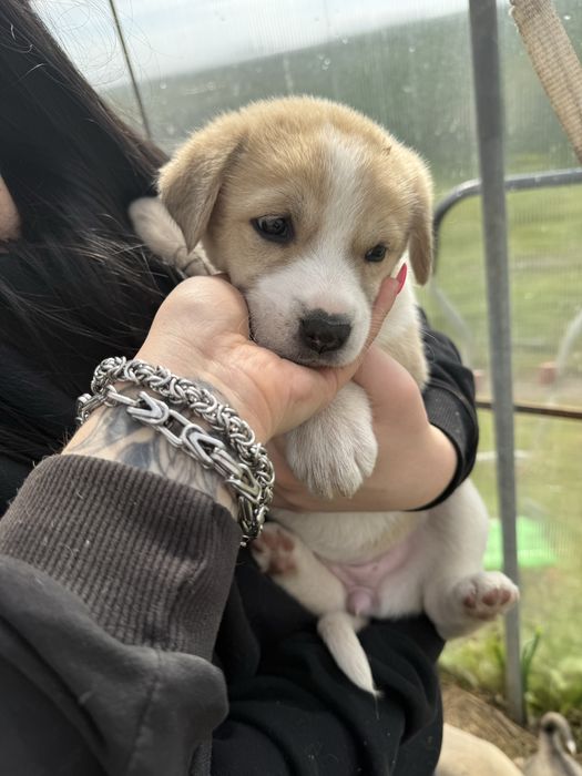 Подарявам кученца