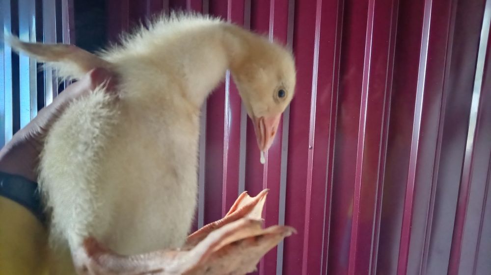Продам Гусят и Цеплят