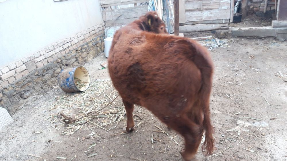 Qashar satiladi semiz