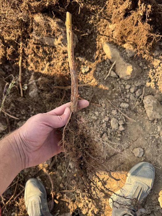 саженцы малины из польши сорт делнива. малина кучатлари делнива нави