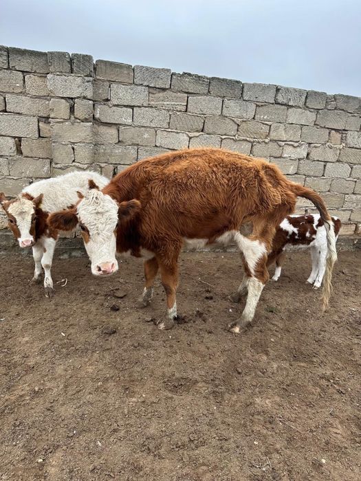 Сиыр қашар баспағымен