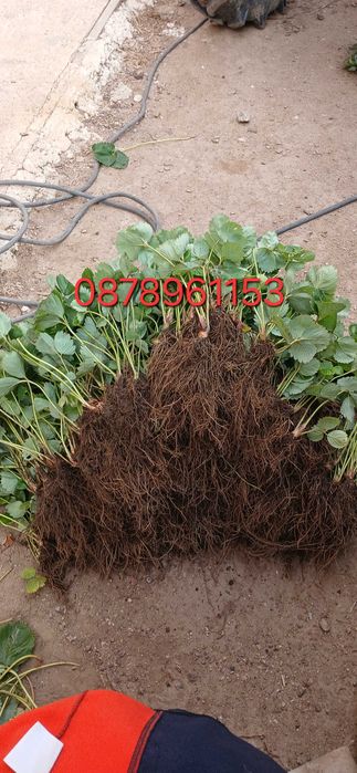 Разсад Ягоди И малини