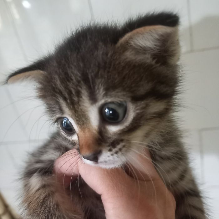 Вислоухие котята один месяц
