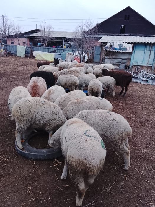 Продам баран от 60000 тенге.