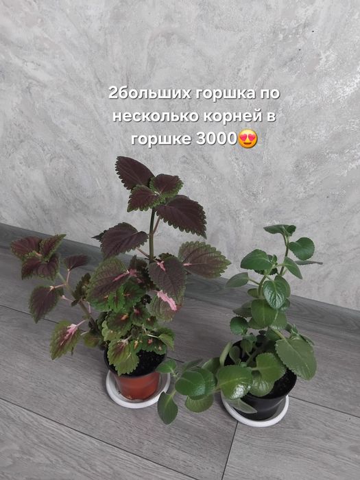 Комбо из 8ти цветов