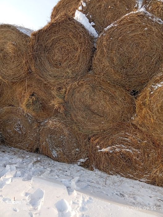 Продам сена в рулоны 250-350 кг