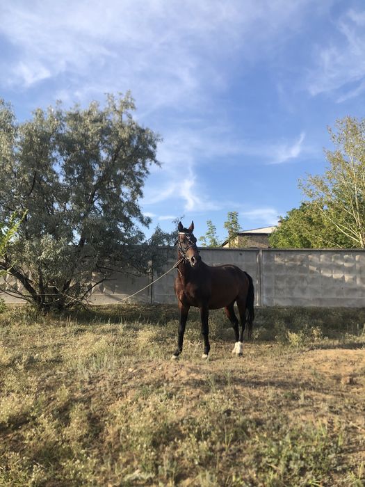 Продаём Жеребца!!!