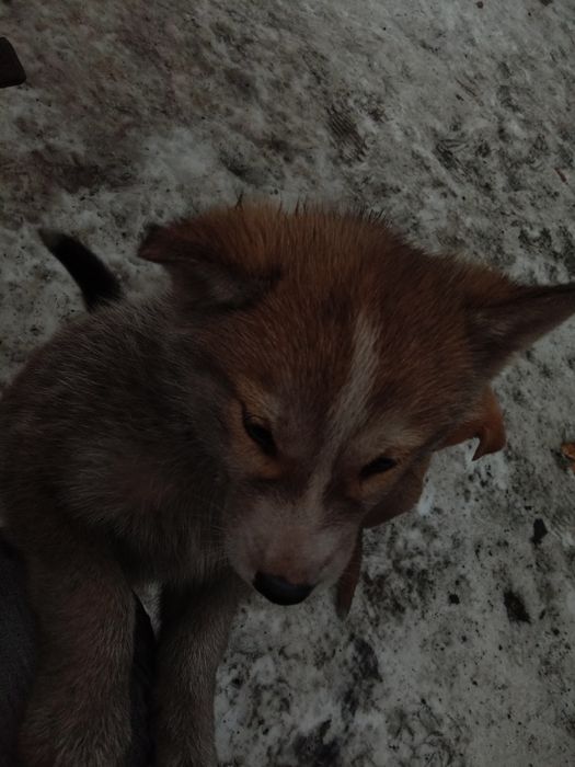 Отдам даром щенят