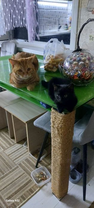 Продаём  котенка