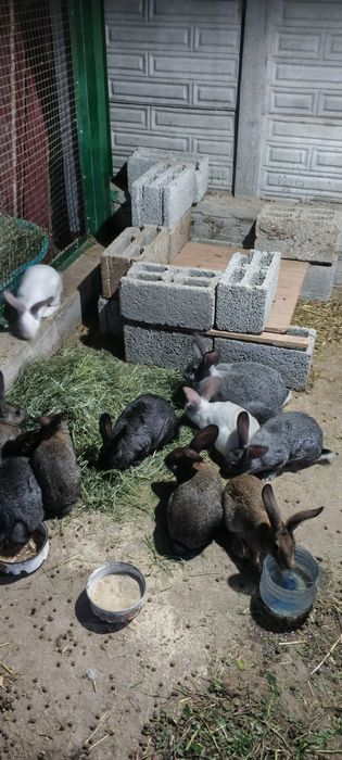 Продам кроликов молодых.