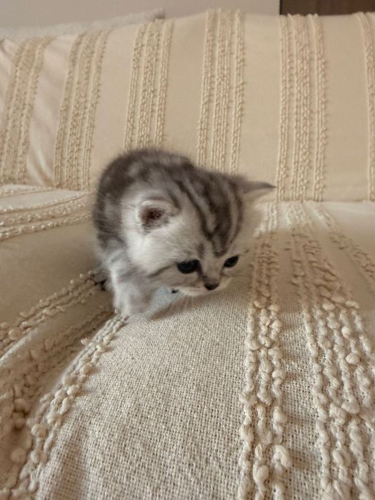 Продам котёнка шотланцец