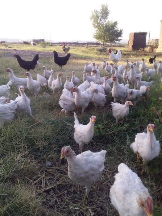 Jujalar sotiladi hammasi sog'lom