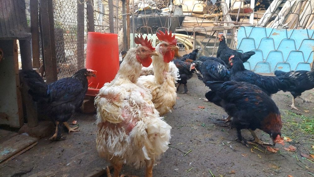 Продаются куры бройлеры петушки товук broller жужа