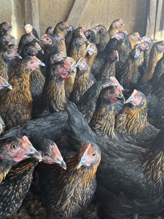 Ярки Супер Харко на 50дни