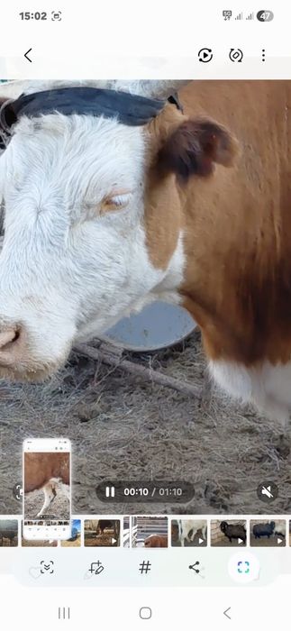 Бузаулы сиыр сатылады