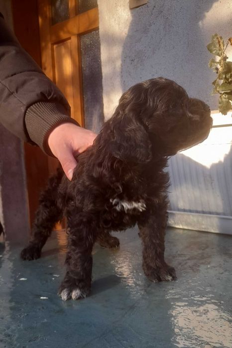 Кокер х Лагото - кученца