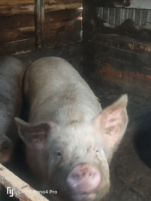 Продам отличных хряков на племя