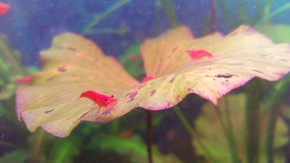 Креветки вишни(черри)