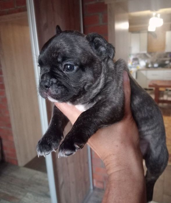 Французский бульдог ищет подругу