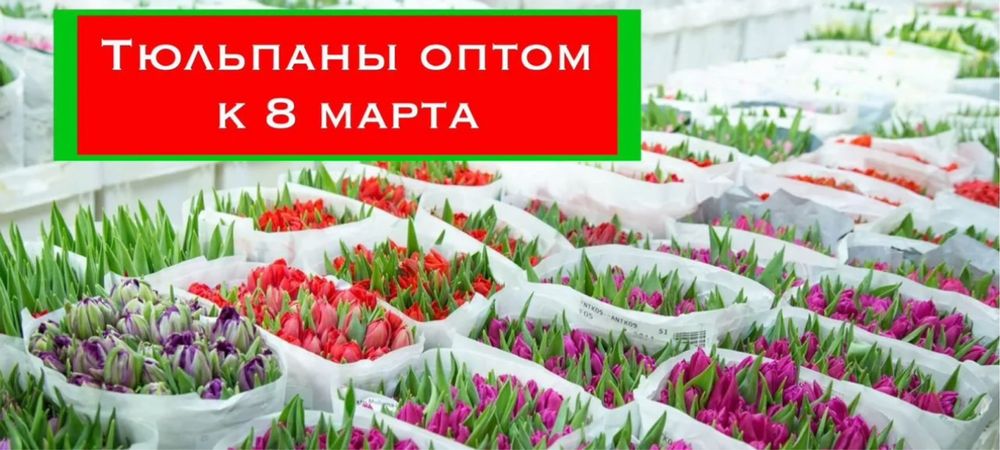 Тюльпаны оптом со склада напрямую
