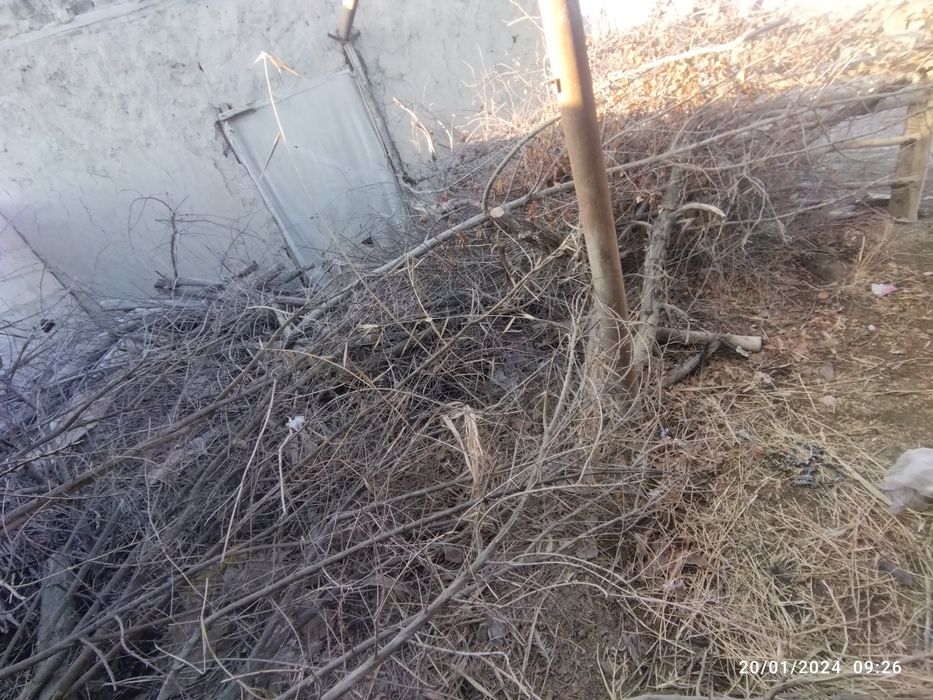 Qishga oʻtin sotiladi!