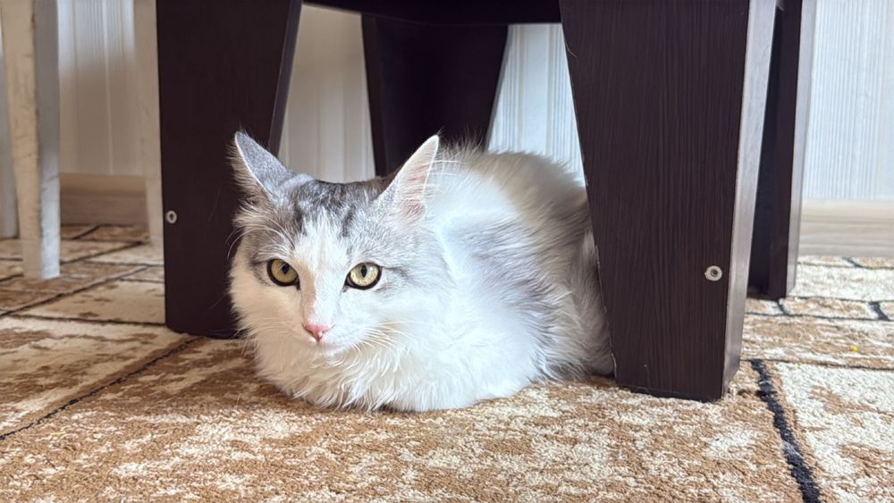 Кот длинношерстная. Пушистая шерсть.