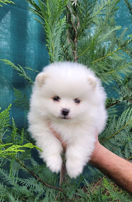 Померан-мини шпиц !!!