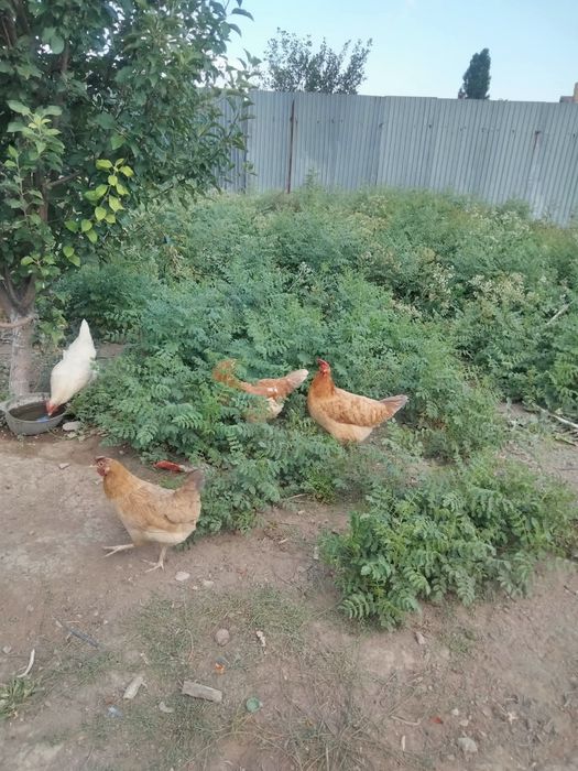 Продам құр несушек