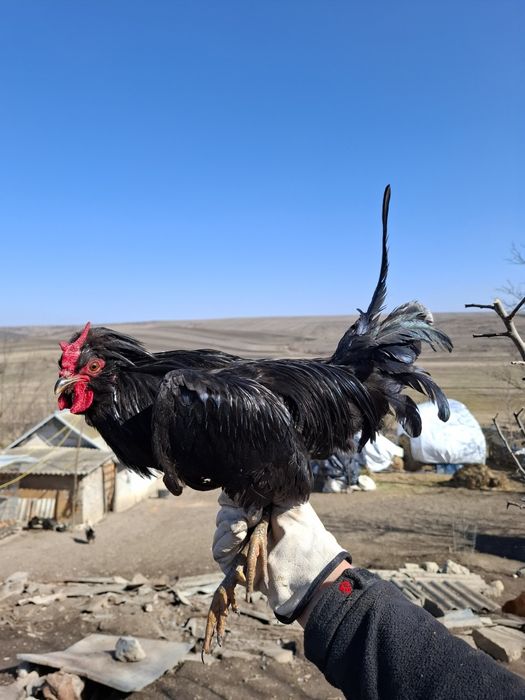 Cocos de vanzare la fleche